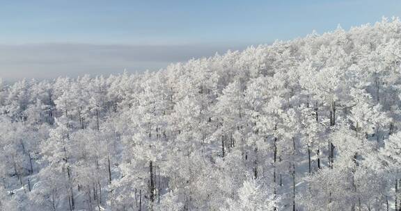 零下40度的低温航拍大兴安岭冰雪雾凇