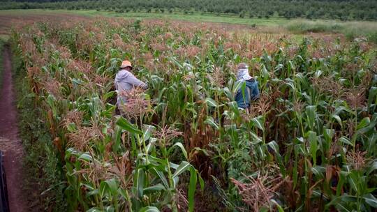 玉米农业丰收粮食雨滴雨天农田乡村振兴农业