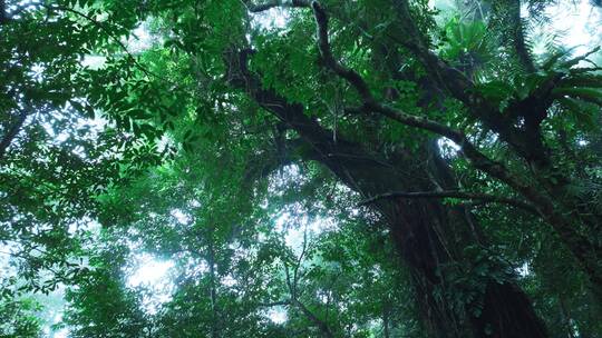 森林下雨唯美镜头