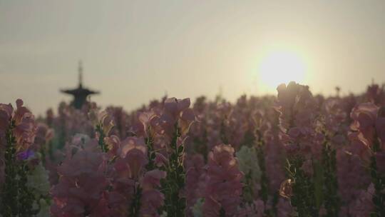 逆光花海特写远景拈花塔