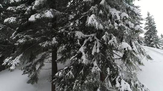 从下到上可以看到白雪皑皑的松林