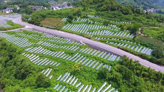 葡萄 葡萄原产地 葡萄酒生产加工