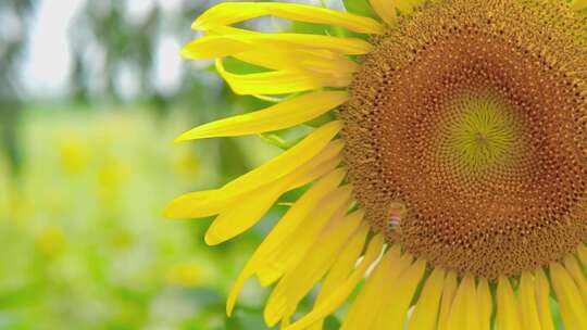 夏日清新向日葵上小蜜蜂采蜜