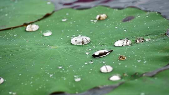 水珠洒落在池塘里的荷叶上