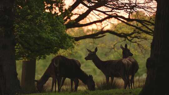 小鹿斑点鹿幼鹿生态保护