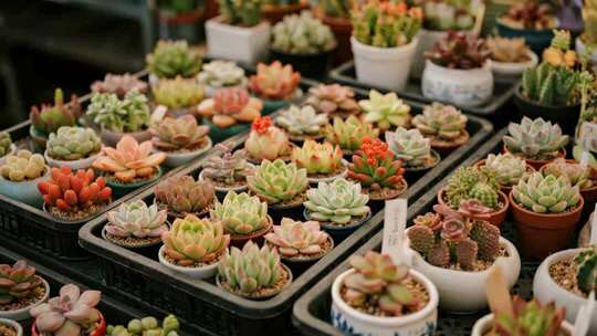 立冬可爱多肉植物盆栽治愈生活画面