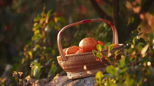 秋天桔子园橘子采摘丰收
