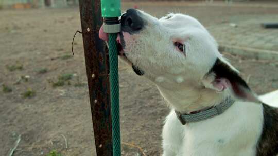 口渴的狗从喷泉/花园里的水标签喝