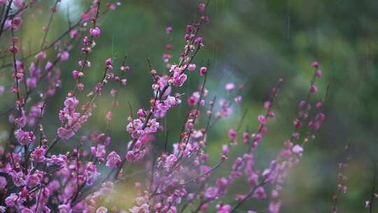 杭州西湖郭庄雨天梅花风景