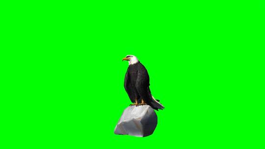 绿幕-动物-老鹰从石头上飞走