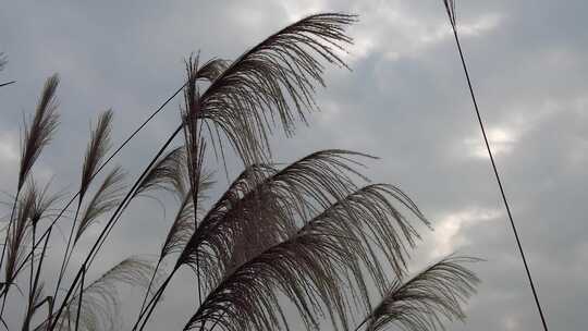 秋天野草植物芦苇实拍