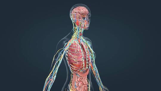 三维人体解剖器官肺部肝脏胃三维动画视频素材模板下载