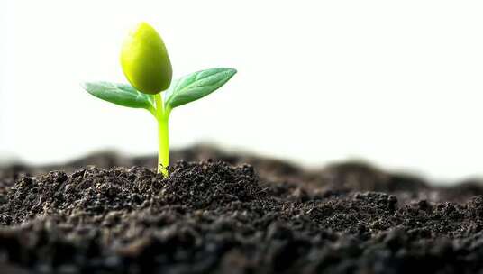 破土而出的植物幼苗