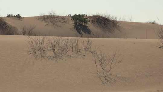 沙漠上的沙丘视频素材模板下载
