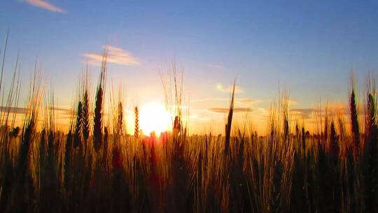 麦田小麦麦穗农业绿色丰收田野粮食丰收