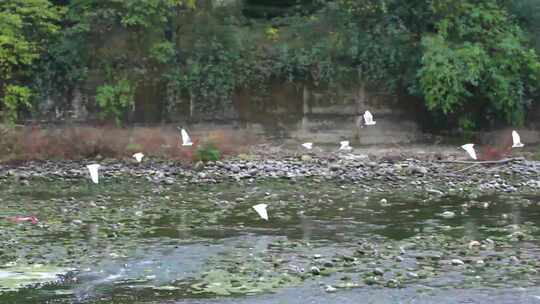 白鹭冬天在南方的河水中觅食的场景