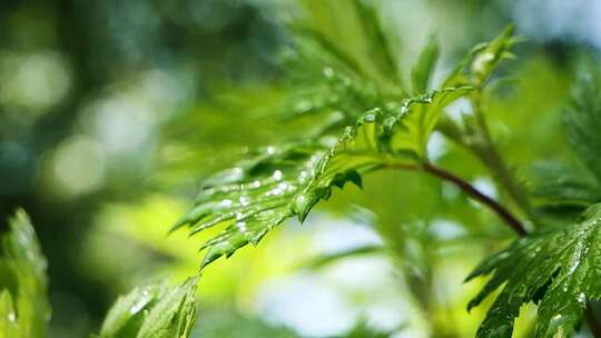 花草 大自然 雨后清晨 阳光树叶