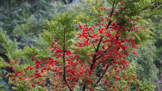 大山千年古树红豆杉果实