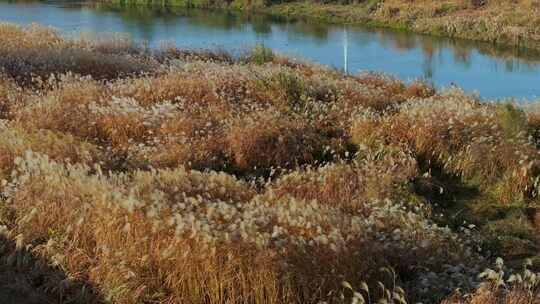 江南田园秋天河畔湖边芦苇花盛开