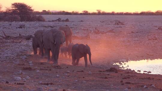 大象在非洲奔跑视频素材模板下载