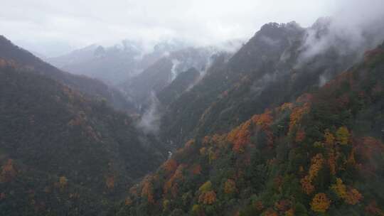 漫山红叶巴中光雾山附近