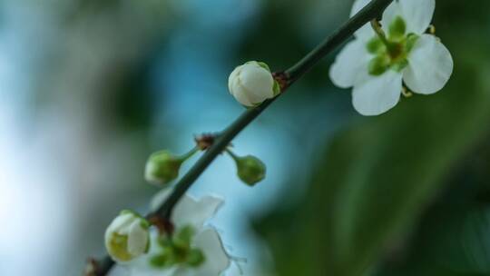 梅花盛开超长时间延时