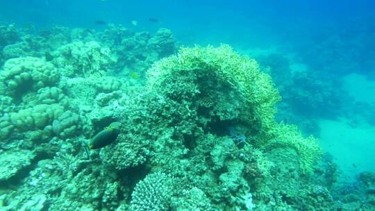 充满生机的美丽珊瑚礁