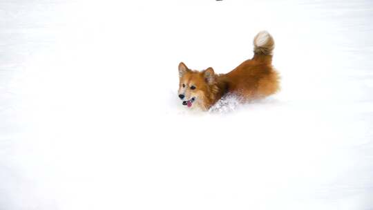 小狗在雪地里奔跑