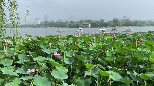 济南5A级景区大明湖，夏季荷花盛开风景怡人