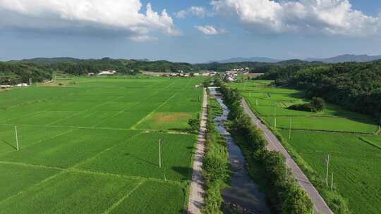 4K 农业农村稻田水稻