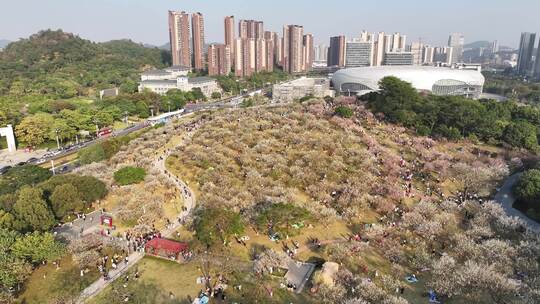 中国广东省广州市黄埔区市民广场梅花