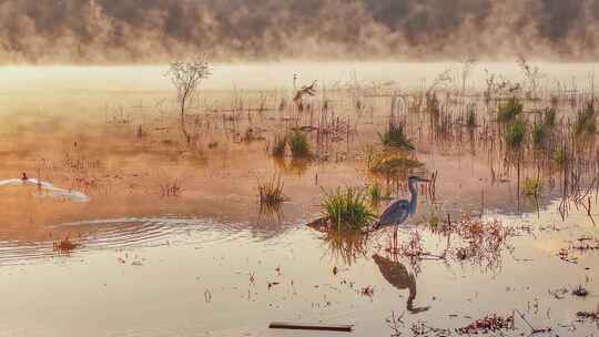 大蓝鹭栖息在湿地中生态保护