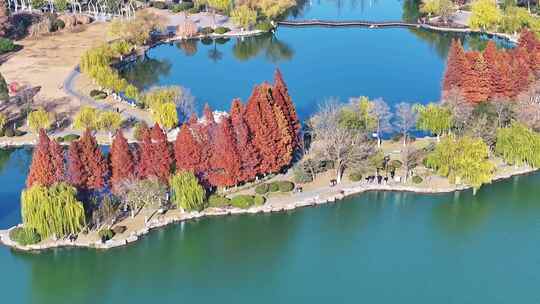 航拍深秋初冬徐州云龙湖风景区,红色水杉