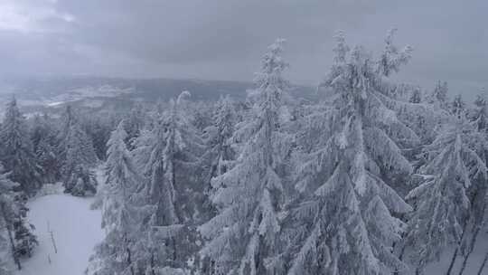 冬季森林雪景视频素材模板下载