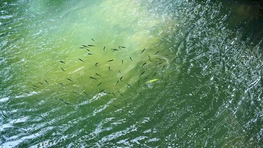 阳光照射下的水中小鱼群在游特写