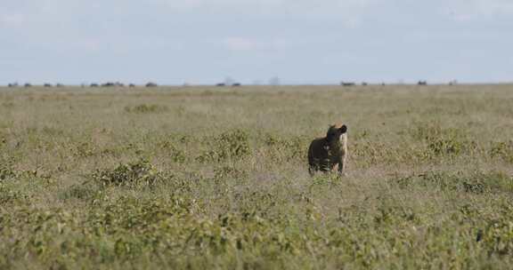 坦桑尼亚塞伦盖蒂平原拾荒者鬣狗