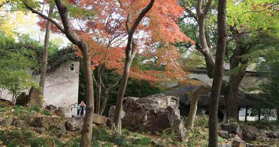 秋天私家古典园林枫叶林唯美秋景