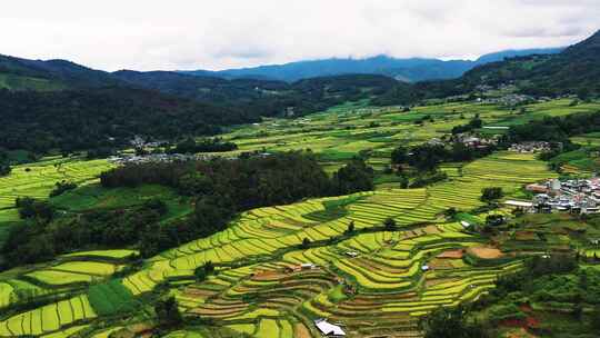 高山峡谷地区金色稻田