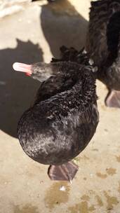 黑天鹅在水中梳理羽毛