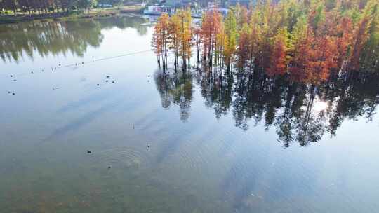 成都白鹭湾湿地公园秋季水杉红叶野鸭航拍