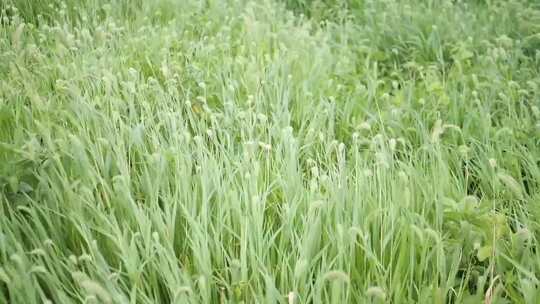 草 草地 绿色 花草 植物 实拍视频