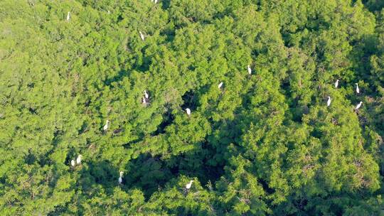 航拍栖居在水杉里的白鹭群