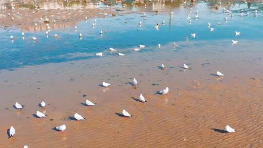 鸟 海鸥 环境生态湿地自然