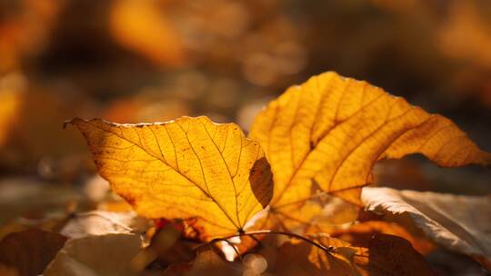 秋天唯美阳光透过落叶4k视频素材