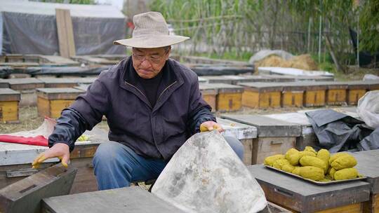 养蜂人在养蜂场工作喂养蜜蜂花粉