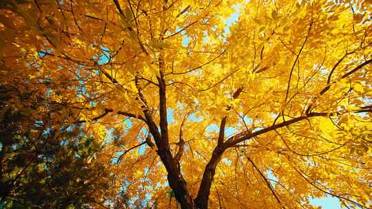 金色秋天秋景-金色树叶落叶-秋天景色