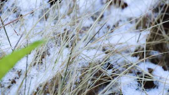 白雪 雪白 雪中草地 0999视频素材模板下载