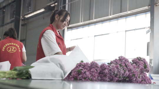 云南地拍种花基地内花农鲜花打包特写