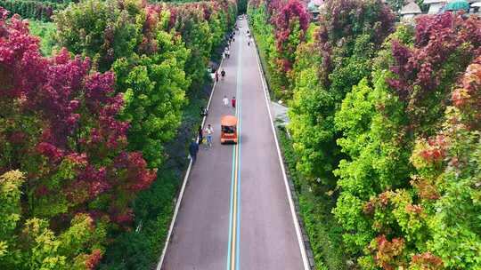 4k航拍秋天的枫树大道  秋天红叶大道