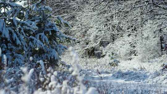 冬天，树，森林，雪